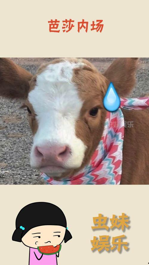 娱乐吃瓜酱本鼠,揭秘娱乐圈那些不为人知的幕后故事