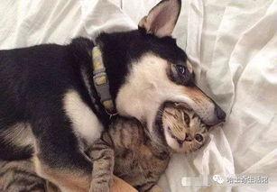 巨猫官方最新爆料英剧猫